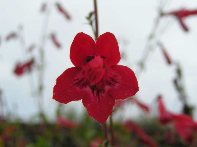 Fleurs de Hollande