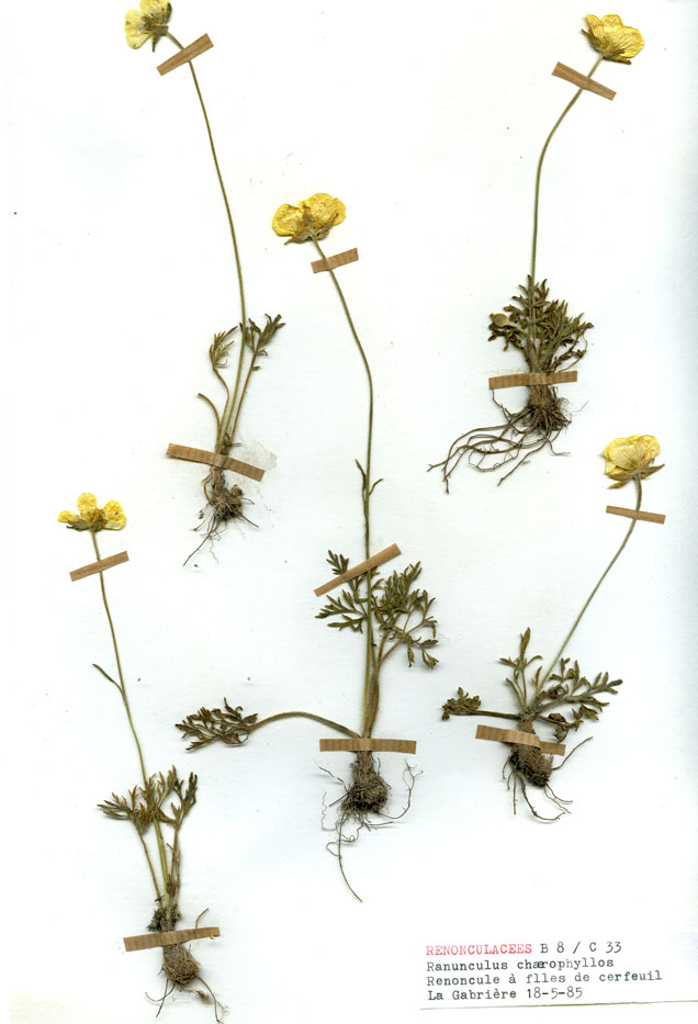 Ranunculus chaerophyllos/Planche DP0057 récoltée le 31185 près de Lingé (lieu-dit : Étang de la Gabrière)