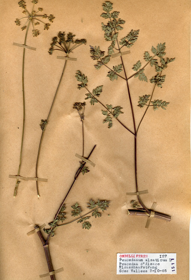 Peucedanum alsaticum/Planche DP0075 récoltée le 24018 près de Laines-aux-Bois (lieu-dit : Les Grandes Vallées)