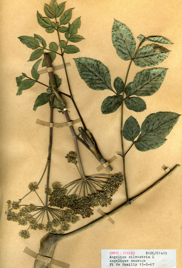 Angelica sylvestris/Planche DP0112 récoltée le 24699 près de Rumilly-lès-Vaudes (lieu-dit : Forêt de Rumilly)