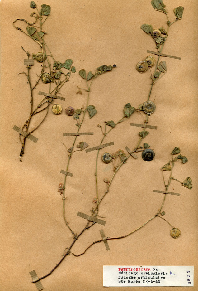 Medicago orbicularis/Planche DP0170 récoltée le 22086 près de Saint-Moré
