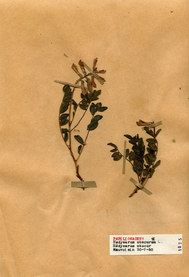 Hedysarum obscurum/Planche DP0200 récoltée le 22127 près de Lac de Mauvoisin
