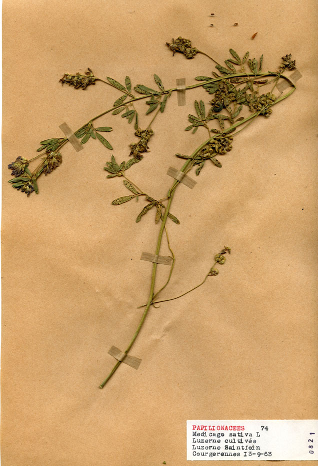 Medicago sativa/Planche DP0207 récoltée le 23267 près de Buchères (lieu-dit : Courgerennes)