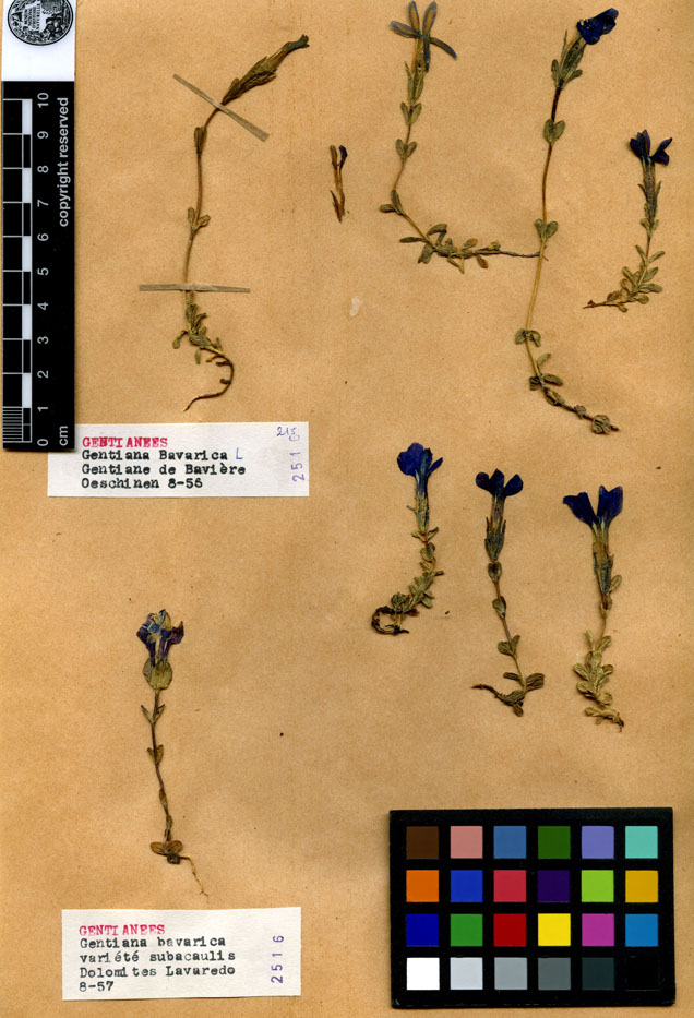 Gentiana bavarica var. subacaulis/Planche DP0356 récoltée le 21047 près de Les Dolomites (lieu-dit : Lavarede (Dolomites))