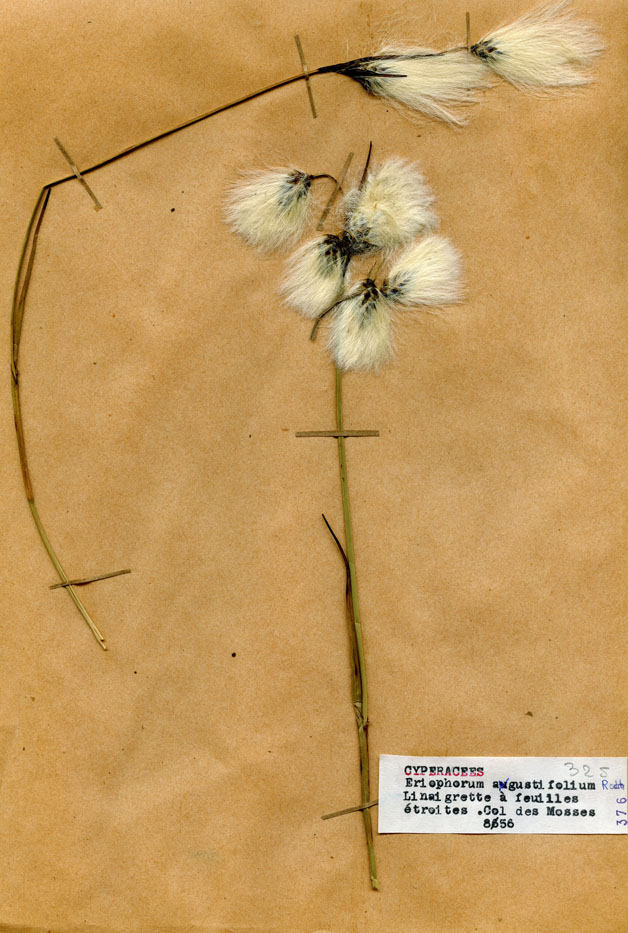 Eriophorum angustifolium/Planche DP0479 récoltée le 20682 près de Ormont-Dessous (lieu-dit : Col des Mosses)