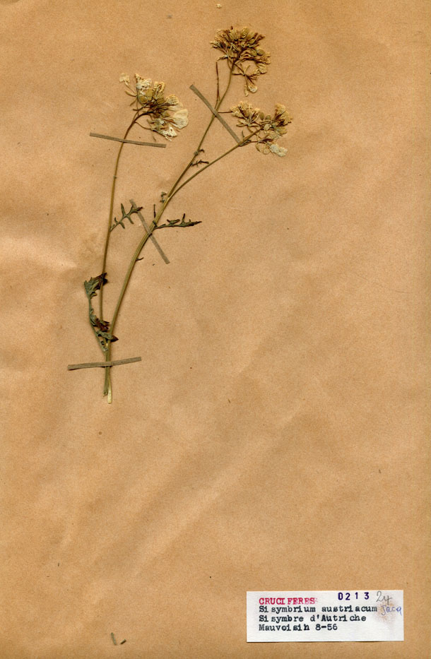 Sisymbrium austriacum/Planche DP0541 récoltée le 20682 près de Lac de Mauvoisin
