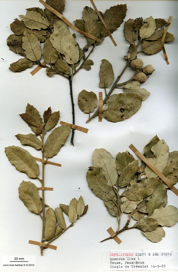 Quercus ilex/Planche DP0547 récoltée le 32400 près de Trémolat (lieu-dit : Cingle de Trémolat)