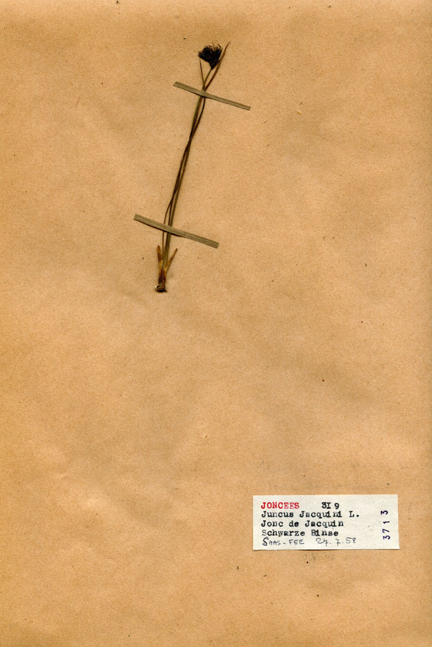 Juncus jacquini/Planche DP0555 récoltée le 21393 près de Saas-Fee