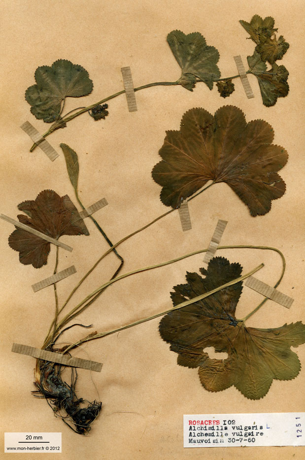 Alchemilla vulgaris/Planche DP0570 récoltée le 22127 près de Lac de Mauvoisin