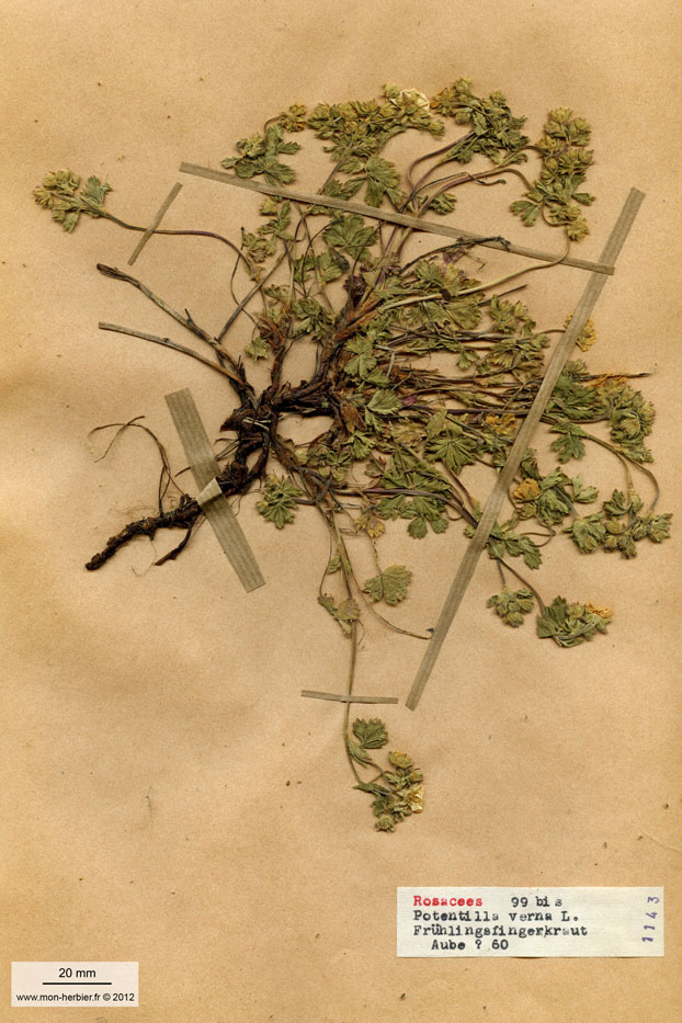 Potentilla verna/Planche DP0588 récoltée le 22112 près de Aube