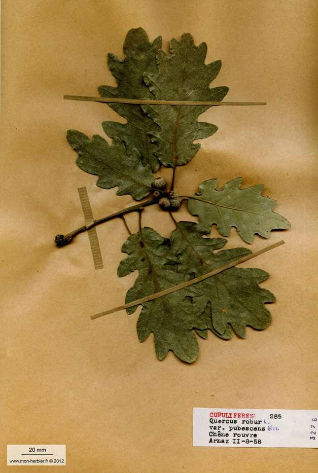 Quercus robur var. pubescens/Planche DP0589 récoltée le 21408 près de Arnaz