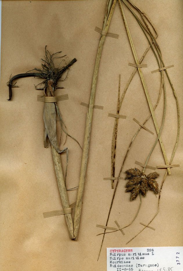 Scirpus maritimus/Planche DP0623 récoltée le 23965 près de Province de Tarragone (lieu-dit : Riudecanyes)