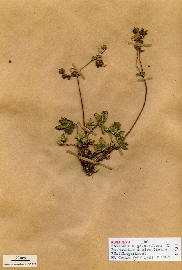 Potentilla grandiflora/Planche DP0627 récoltée le 24668 près de Mont Cenis