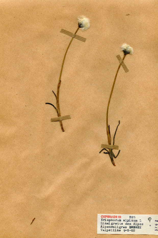 Eriophorum alpinum/Planche DP0633 récoltée le 22867 près de Valpelline