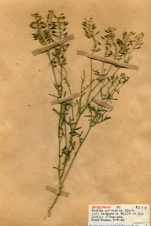 Roripa pyrenaica var. hispanica/Planche DP0667 récoltée le 22861 près de Font-Romeu-Odeillo-Via