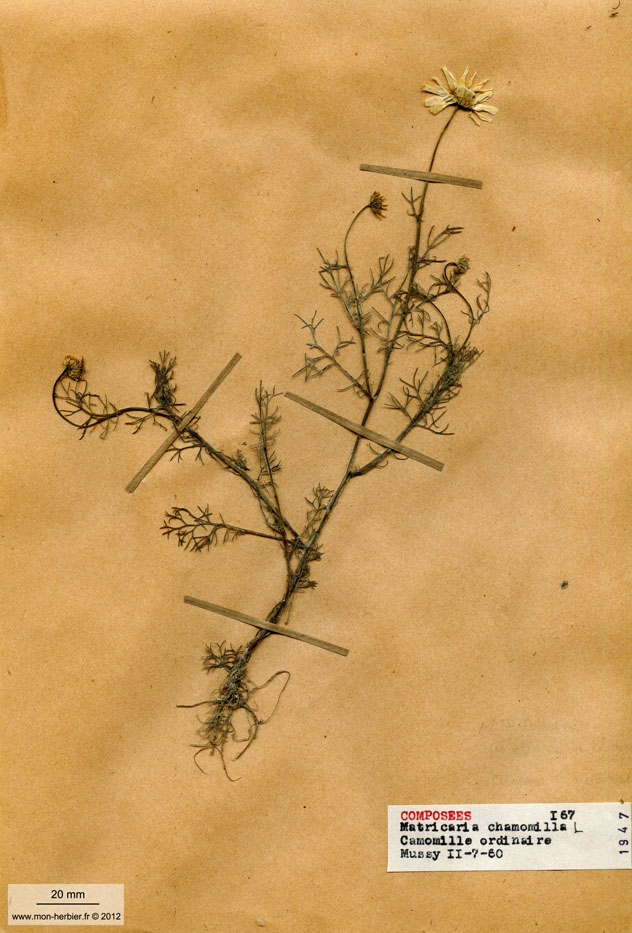 Matricaria chamomilla/Planche DP0694 récoltée le 22108 près de Mussy sur Seine