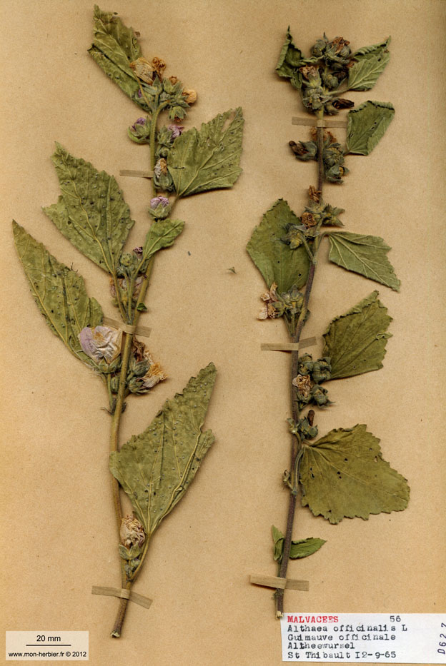 Althaea officinalis/Planche DP0753 récoltée le 23997 près de Saint Thibaut