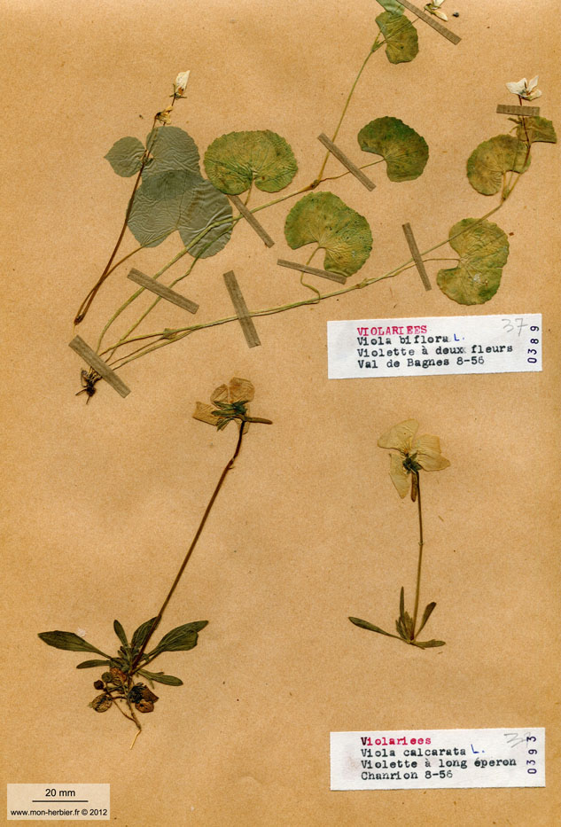 Viola calcarata/Planche DP0760 récoltée le 20682 près de Poule-les-Écharmeaux (lieu-dit : Chanrion)