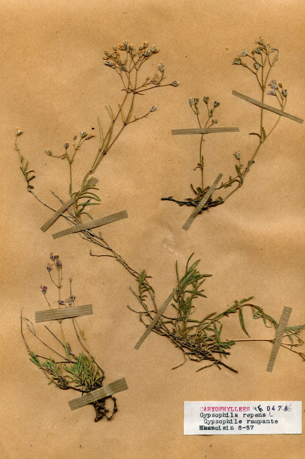 Gypsophila repens/Planche DP0837 récoltée le 21047 près de Lac de Mauvoisin