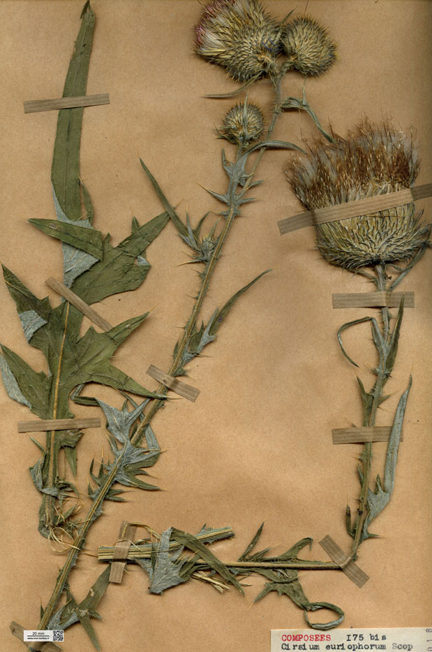 Cirsium eriophorum/Planche DP0914 récoltée le 22461 près de Arces-Dilo (lieu-dit : Forêt de Rageuse)
