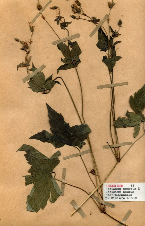 Geranium nodosum/Planche DP0941 récoltée le 22496 près de Tende (lieu-dit : Vallon de la Minière)