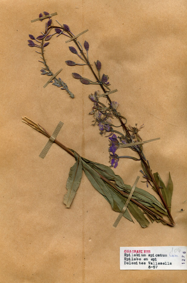 Epilobium spicatum/Planche DP1005 récoltée le 21063 près de Les Dolomites (lieu-dit : Vallesella (Dolomites))