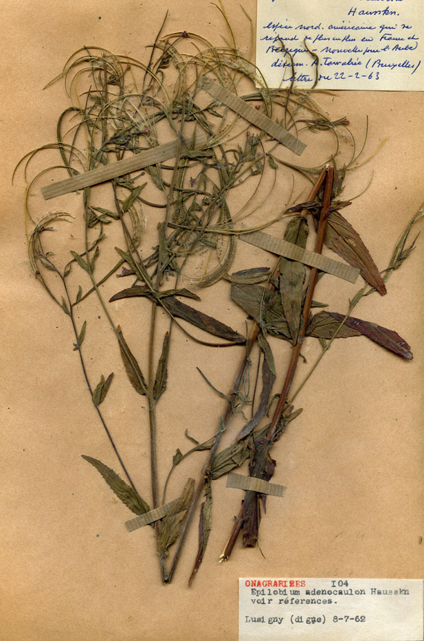 Epilobium adenocaulon/Planche DP1013 récoltée le 22835 près de Lusigny-sur-Barse (lieu-dit : Digue de Lusigny)