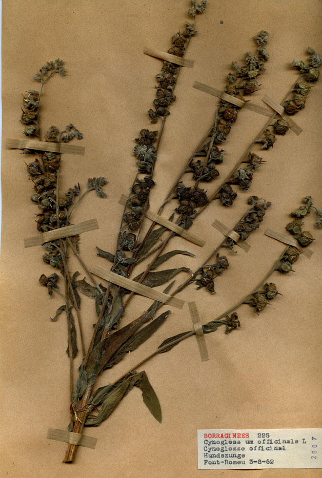 Cynoglossum officinale/Planche DP1041 récoltée le 22861 près de Font-Romeu-Odeillo-Via