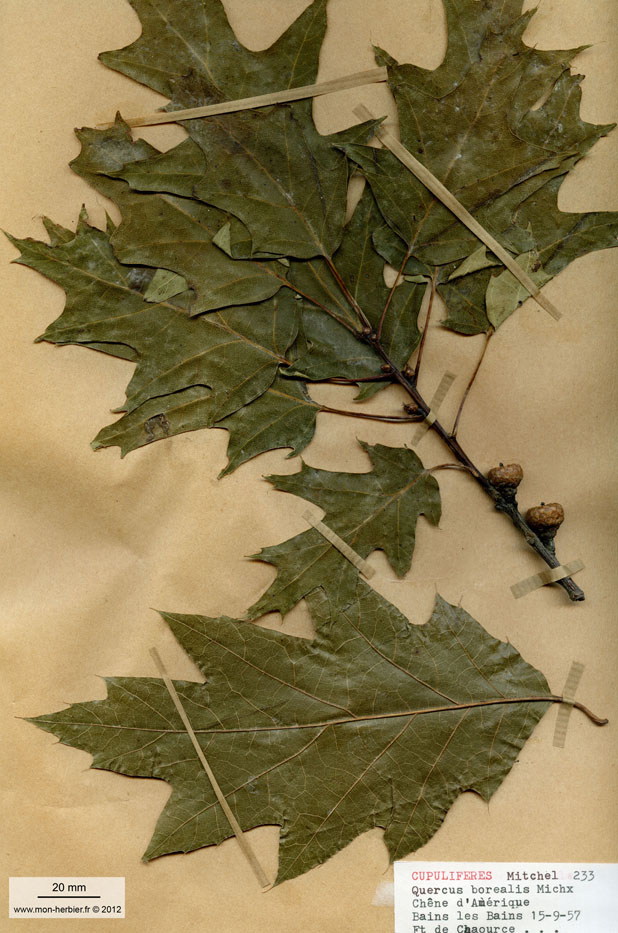 Quercus borealis/Planche DP1057 récoltée le 21078 près de Bains-les-Bains