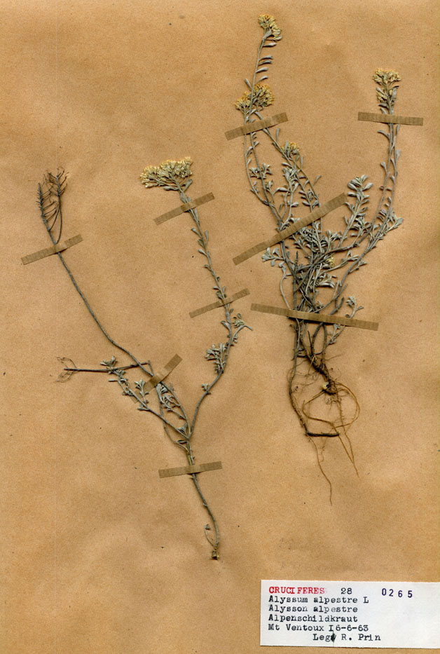 Alyssum alpestre/Planche DP1062 récoltée le 23178 près de Mont Ventoux