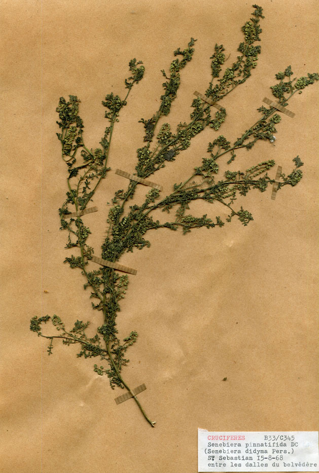 Senebiera pinnatifida/Planche DP1076 récoltée le 25065 près de Province de Guipuscoa (lieu-dit : Saint-Sébastien)