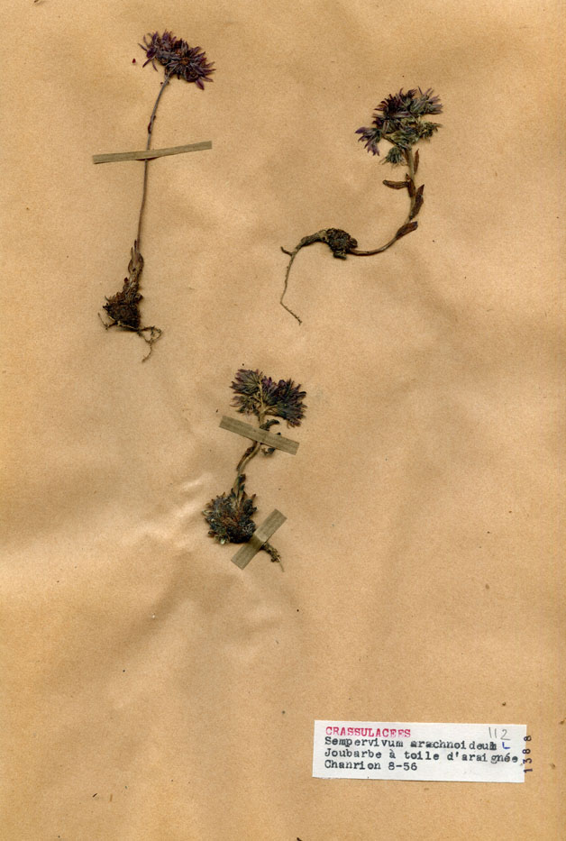 Sempervivum arachnoideum/Planche DP1102 récoltée le 20682 près de Poule-les-Écharmeaux (lieu-dit : Chanrion)