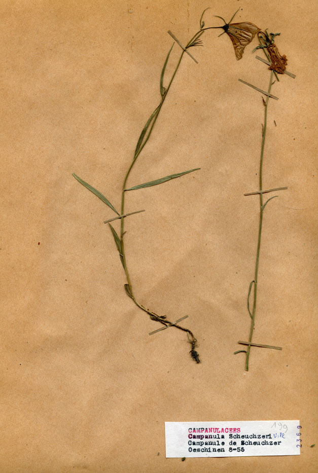 Campanula scheuchzeri/Planche DP1133 récoltée le 20682 près de Lac d'Oeschinen