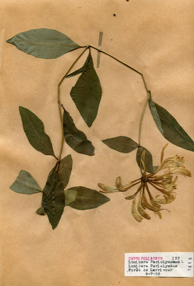 Lonicera periclymenum/Planche DP1150 récoltée le 21372 près de Lusigny-sur-Barse (lieu-dit : Forêt de Larrivour)