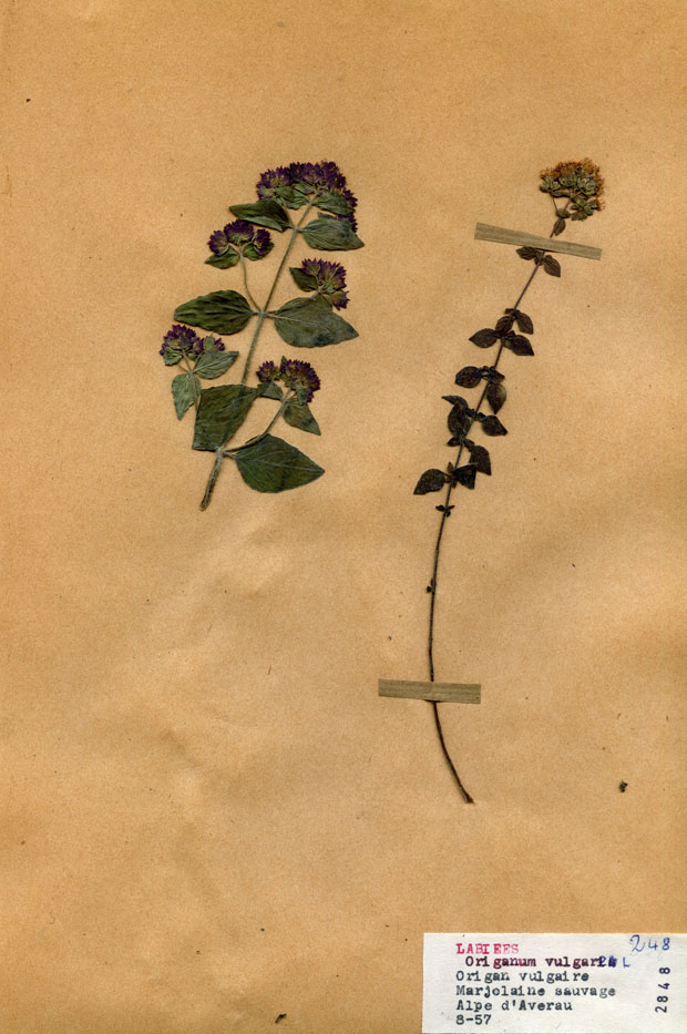 Origanum vulgare/Planche DP1217 récoltée le 21047 près de Belluno (Province de) (lieu-dit : Alpes d'Averau)