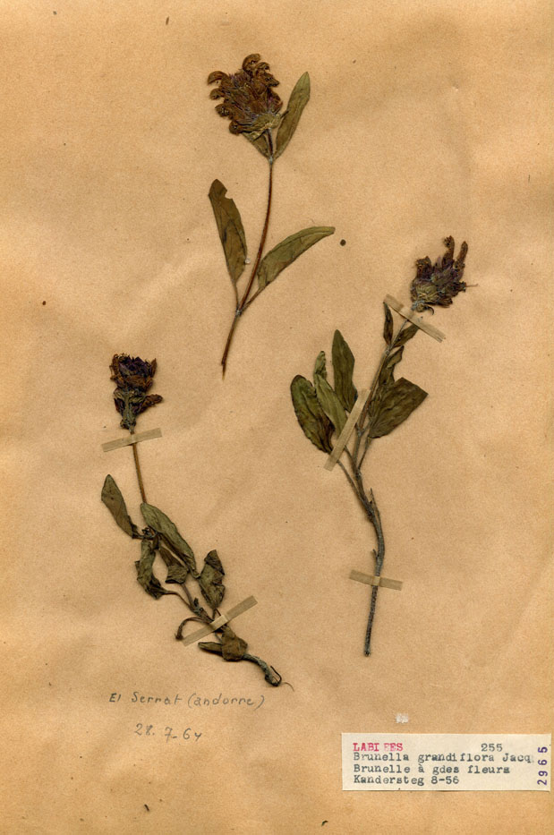 Brunella grandiflora/Planche DP1220 récoltée le 20682 près de Kandersteg