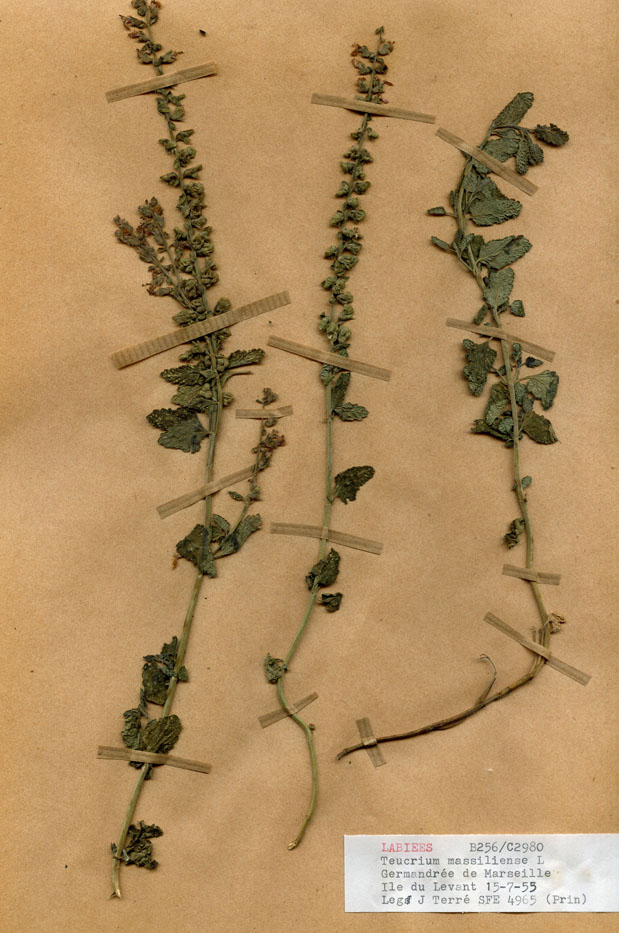 Teucrium massiliense/Planche DP1252 récoltée le 20285 près de Hyères (lieu-dit : Ile du Levant)