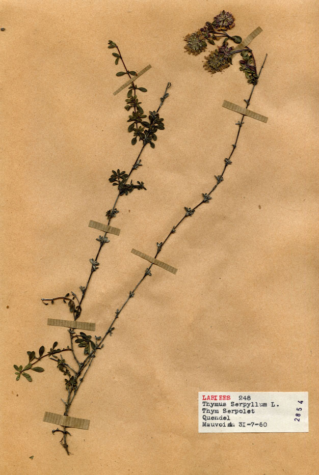 Thymus serpyllum/Planche DP1258 récoltée le 22128 près de Lac de Mauvoisin