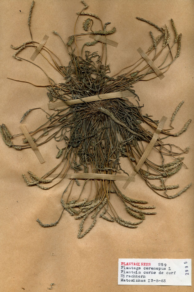Plantago coronopus/Planche DP1299 récoltée le 23236 près de Matosinhos
