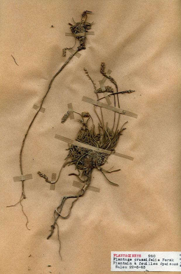 Plantago crassifolia/Planche DP1301 récoltée le 23245 près de Province de Tarragone (lieu-dit : Salou)