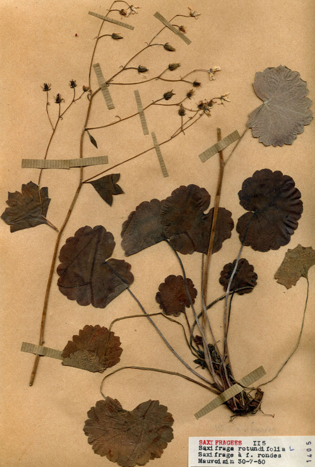 Saxifraga rotundifolia/Planche DP1323 récoltée le 22127 près de Lac de Mauvoisin