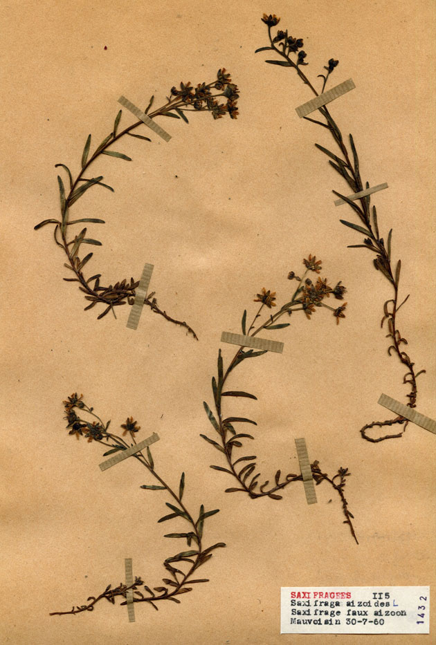 Saxifraga aizoides/Planche DP1335 récoltée le 22127 près de Lac de Mauvoisin