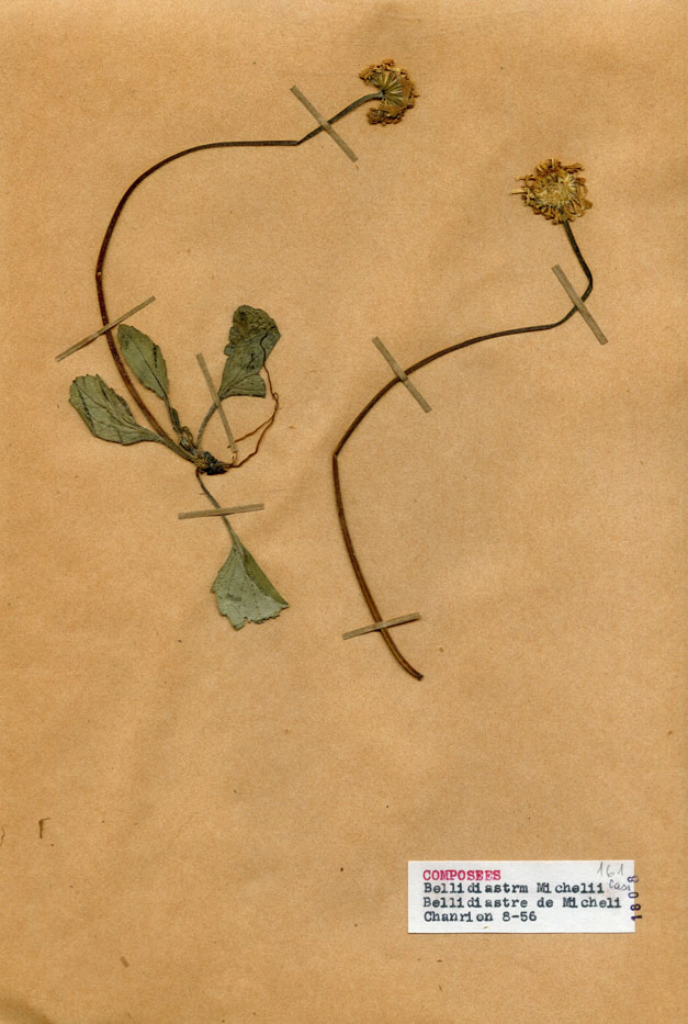 Bellidiastrum michelii/Planche DP1352 récoltée le 20682 près de Poule-les-Écharmeaux (lieu-dit : Chanrion)