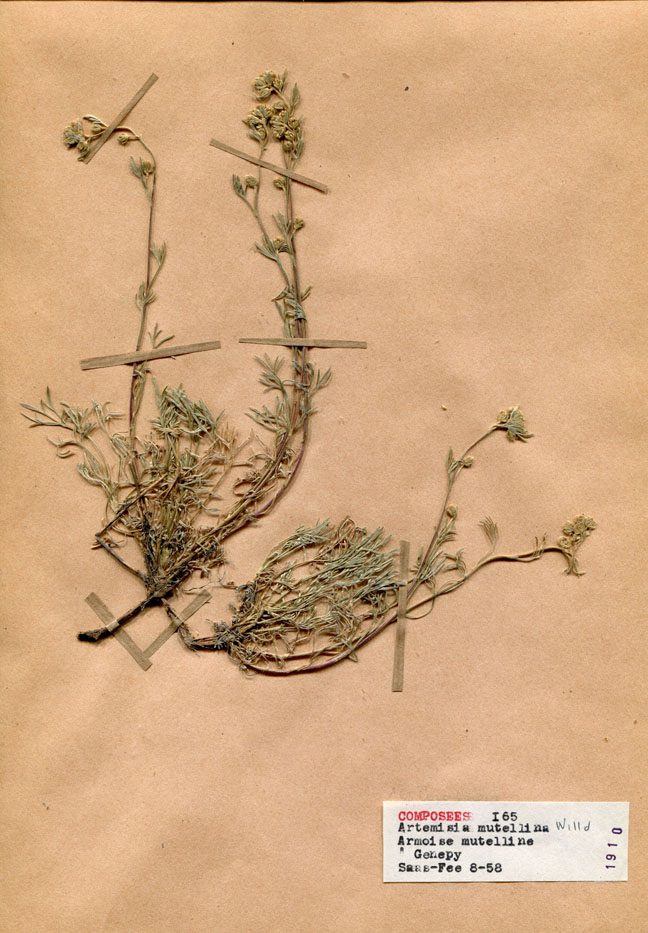 Artemisia mutellina/Planche DP1408 récoltée le 21412 près de Saas-Fee