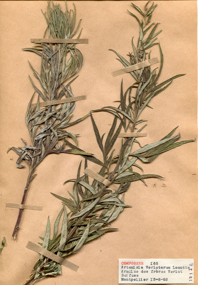 Artemisia verlotiorum/Planche DP1411 récoltée le 22871 près de Montpellier