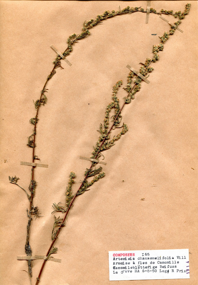 Artemisia chamaemelifolia/Planche DP1412 récoltée le 18481 près de La Grave