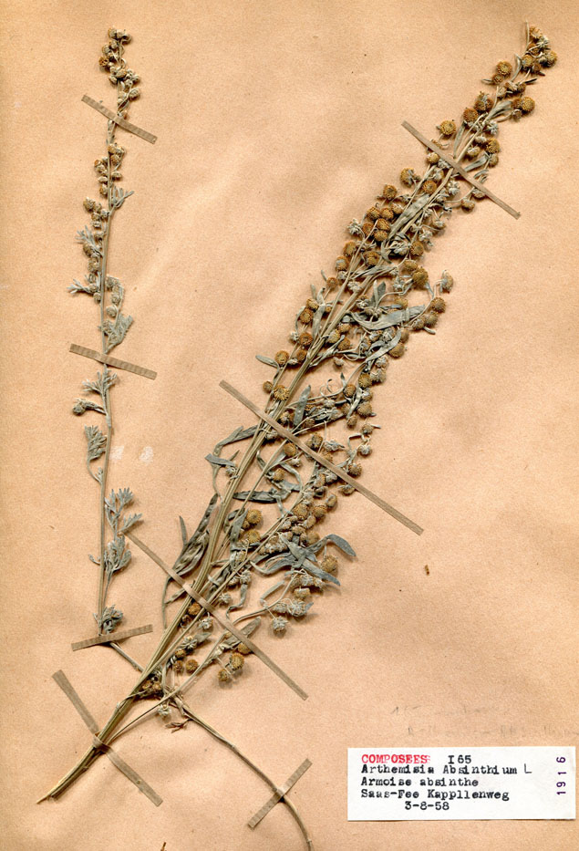 Artemisia absinthium/Planche DP1413 récoltée le 21400 près de Saas-Fee