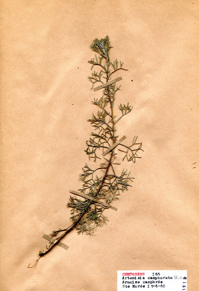 Artemisia camphorata/Planche DP1414 récoltée le 22086 près de Saint-Moré