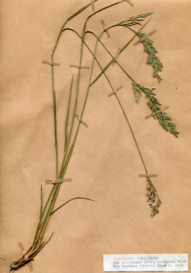 Poa pratensis var. vulgaris/Planche DP1424 récoltée le 25094 près de Monte Bondone