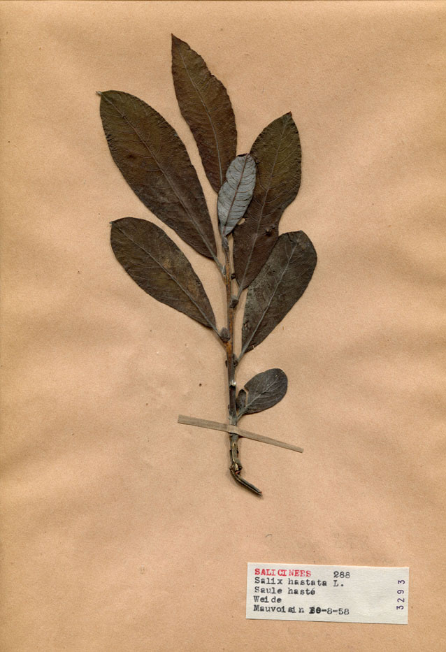Salix hastata/Planche DP1448 récoltée le 21407 près de Lac de Mauvoisin